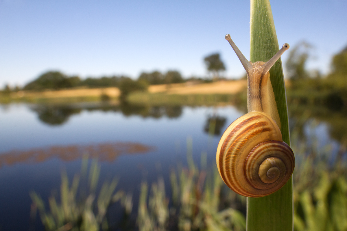 Brown Lipped Snail wideangle